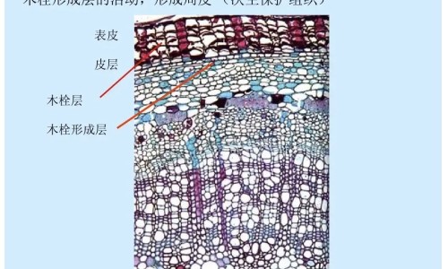 嘴巴长疱疹了什么治疗效果好网 | 嘴巴长了疱疹怎么好得快,嘴巴长疱疹用什么药好得快